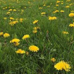 Coronavacation Situation