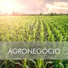 Resenha Safras avalia efeitos para o agronegócio brasileiro das eleições americanas
