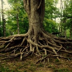 Put Your Roots Down by Molly Hartwell
