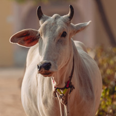 KI 25_24_Cows—Oceans Of Affection