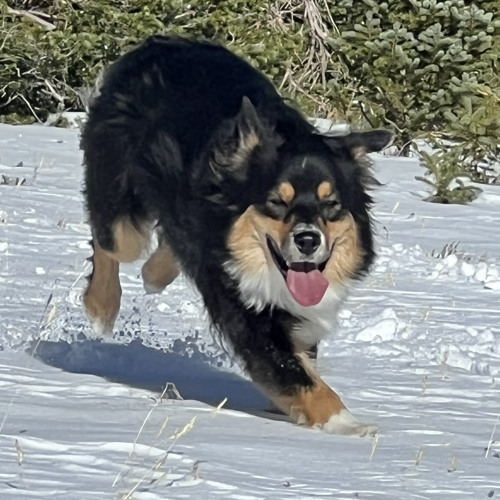 1. She Hogger (camp boss mix).aif