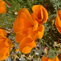 Fast Slow Disco - St. Vincent