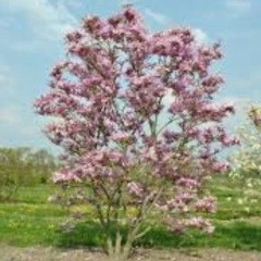 Magnolia ft. Btopkass