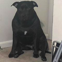 new dog old tricks [(NDOT)chieftellthem]