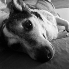 Fleck Remember RIP