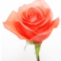 117 P 29 Rose's Diary -Different perspectives