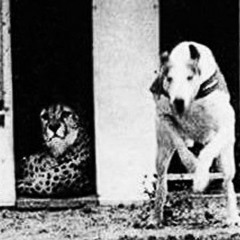 Asaph Sampa - Mufasa ft. Nick Bricks (Prod. Asaph Sampa)