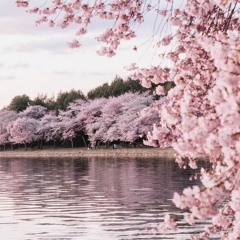 Cover of Cherry Blossom by ANA.LI feat @Marinotaur and Ryan Fan