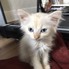 Unadulterated reaction