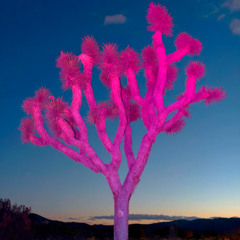 Cour T. - Pacific Surfline [COLAPSO]