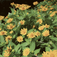 Just Friends - Musiq Soulchild