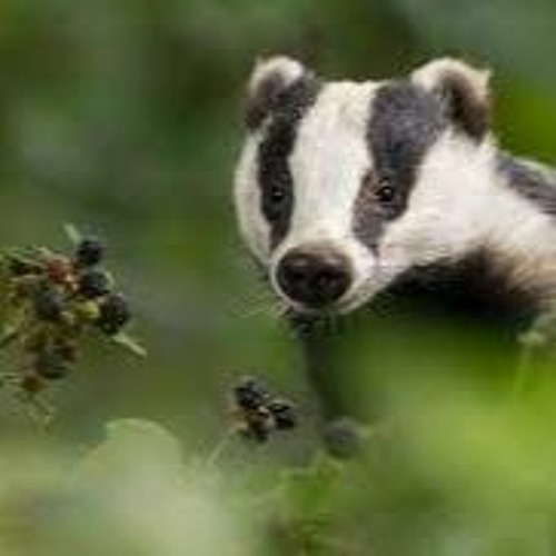 Badger