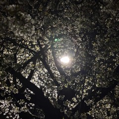 night