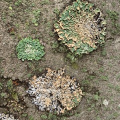 Vorträge und Nachrichten auf Deutsch [GERMAN]