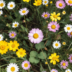 Saiges song (i wonder why) (prod. eeryskies