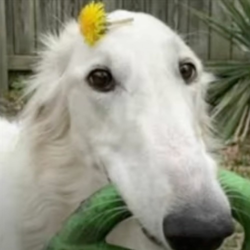 didnt i do it for you