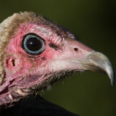 Vulture ( beta )