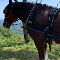 Review Special Price Horse And Carriage Ride Through Moses H. Cone Park