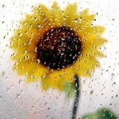 Sunflower in the Rain (Prod. Aethers - Cherry)