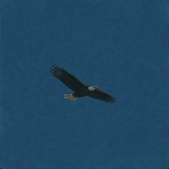 Dare To Fly