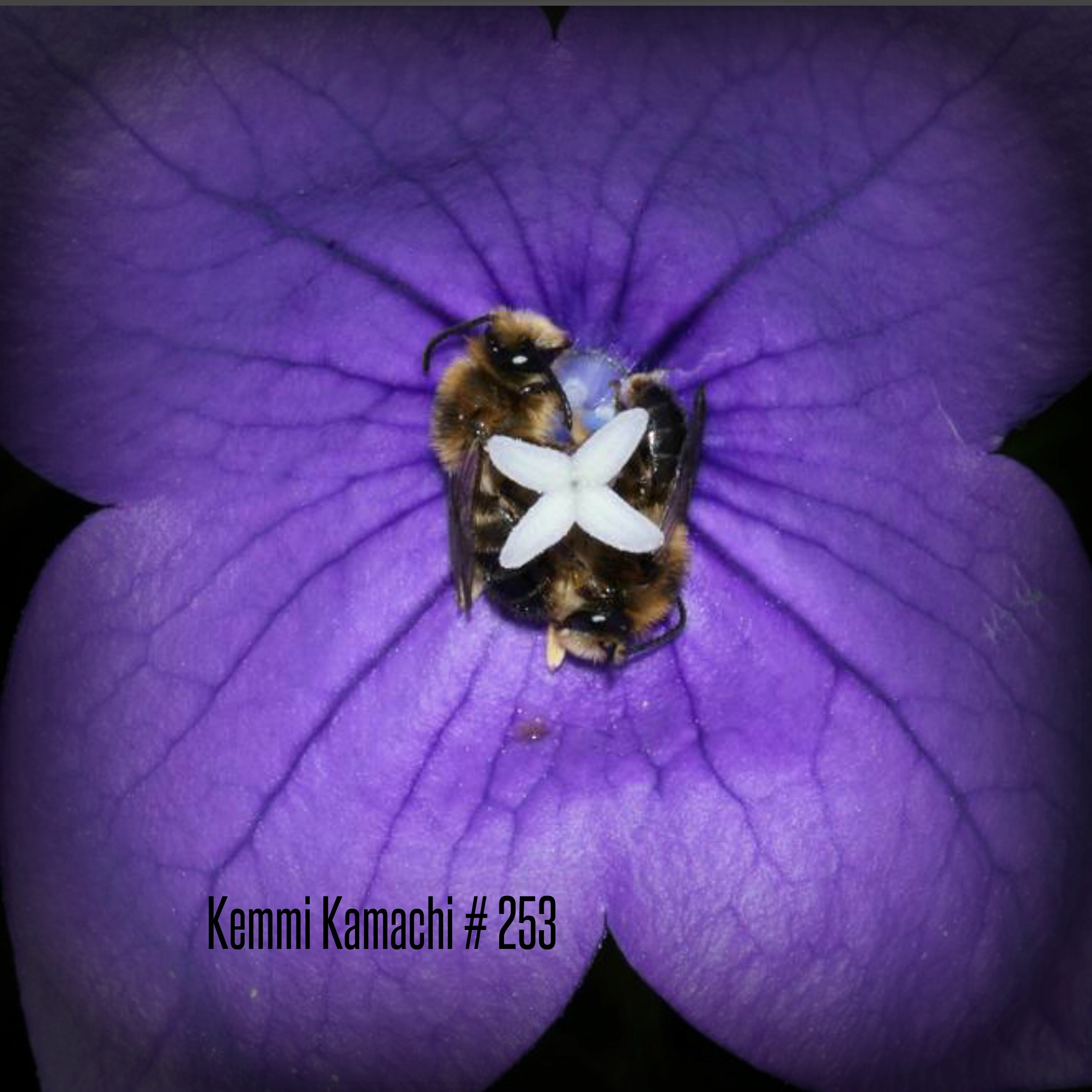 Kemmi Kamachi