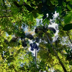 Jungle Walk