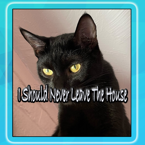 I Should Never Leave The House