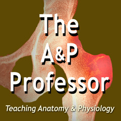 The A&P Professor | Trailer