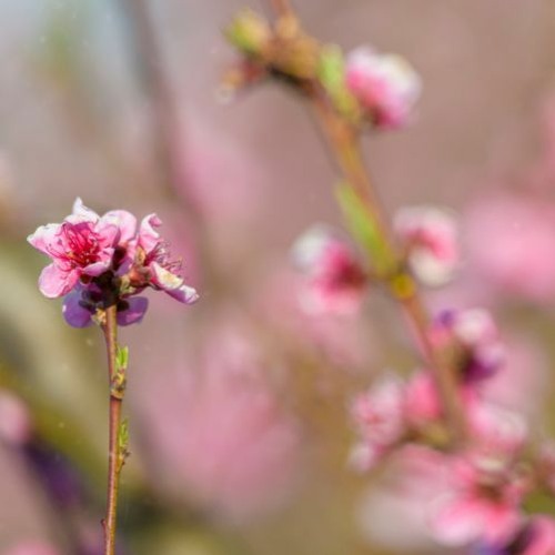 Centering Meditation — Jack Kornfield