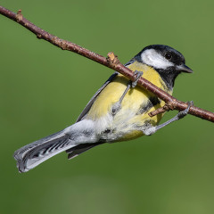 Great Tit Song - MixPre-7524