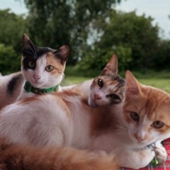 Hindi Corporate Ad -  Pravin Masale