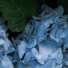 紫陽花