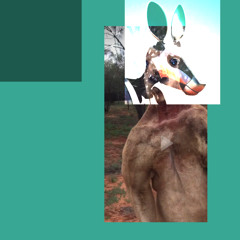 Robot Kangaroo