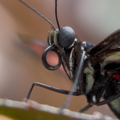 What is this?