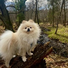 Baku theme - widlog 2
