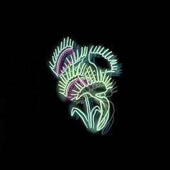 venus flytrap