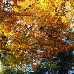 Automne