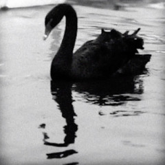 Black Swan