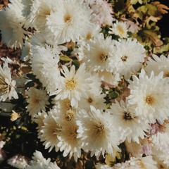 Quiet Bloom