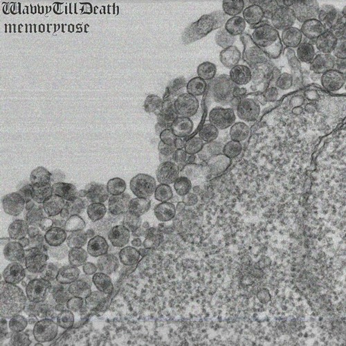 shallow prod. memoryrose