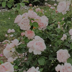 a song for ferg- original