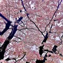 newseason
