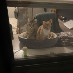 BÆRPIT / CHARLI XCX / LUVSTRUCK - 360 X 365 X WHAT’S A GIRL TO DO