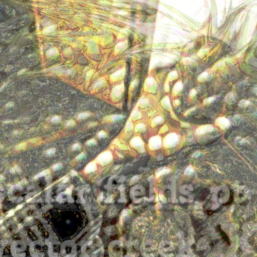 scalar fields pt 10 vector creek - with stonerjazz
