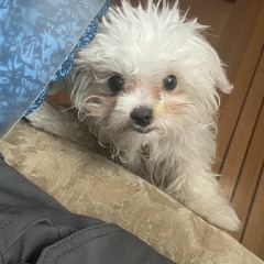 Attracting perfume, disheartening fragrance