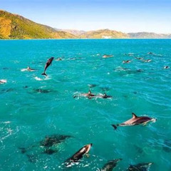 Best Kona Wild Dolphin Watch Reef Snorkel Zodiac Navy Seal Boat 14 Guest Max Tours Review
