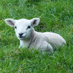 What a Friend We Have in Jesus