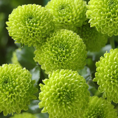 古典舞《左手指月》Ashes of Love OST