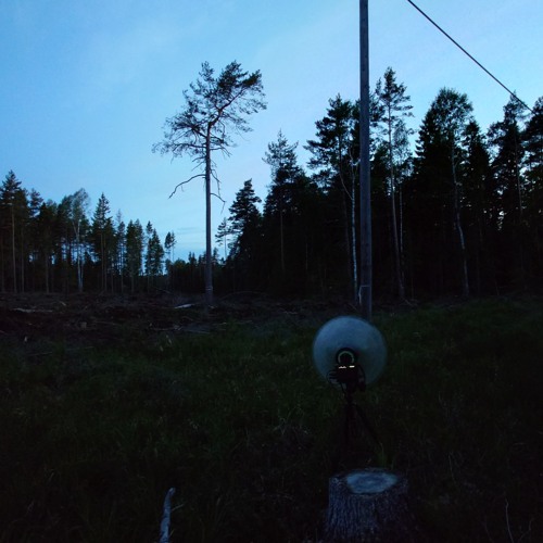 Great Grey Owl begging calls from young