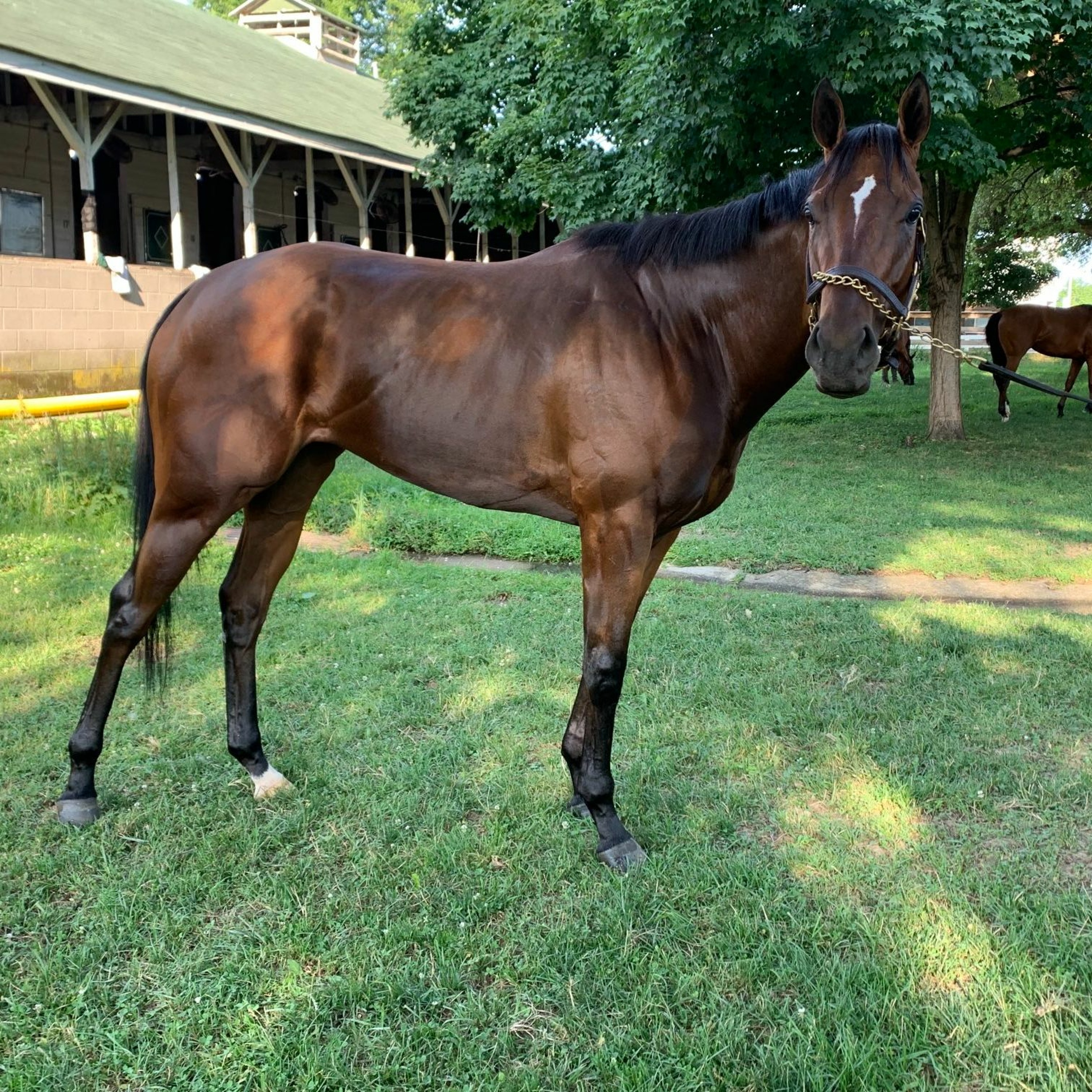 The Auxiliary Gate - Kentucky\'s Horse Racing Discussion